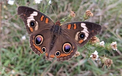 Buckeye in Greenfield Meadow (1).jpeg
