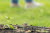 Land, frog photos